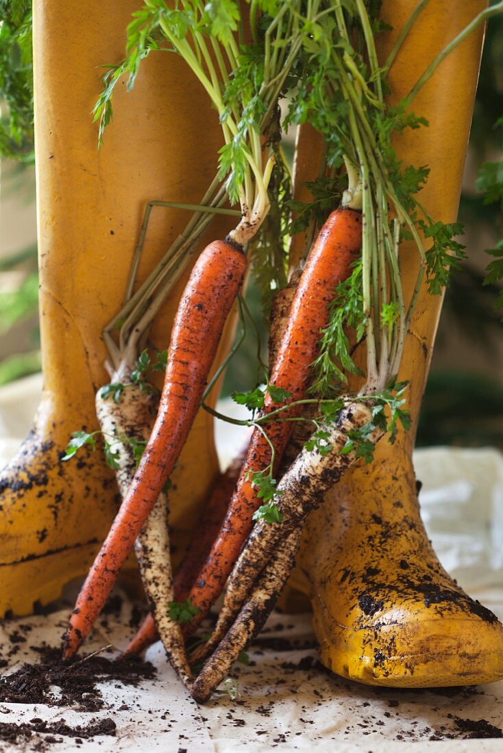 Gelbe Gummistiefel, frische Karotten und Petersilienwurzeln mit Erde im Garten