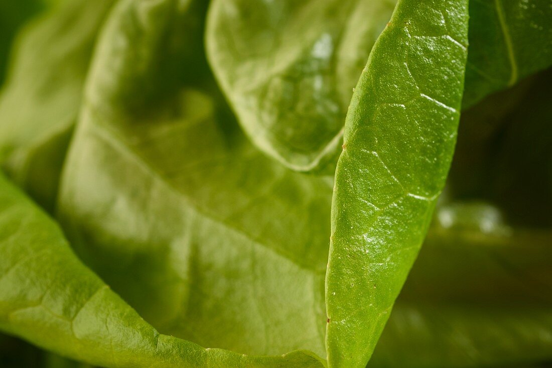 Green salad leaves (close-up)