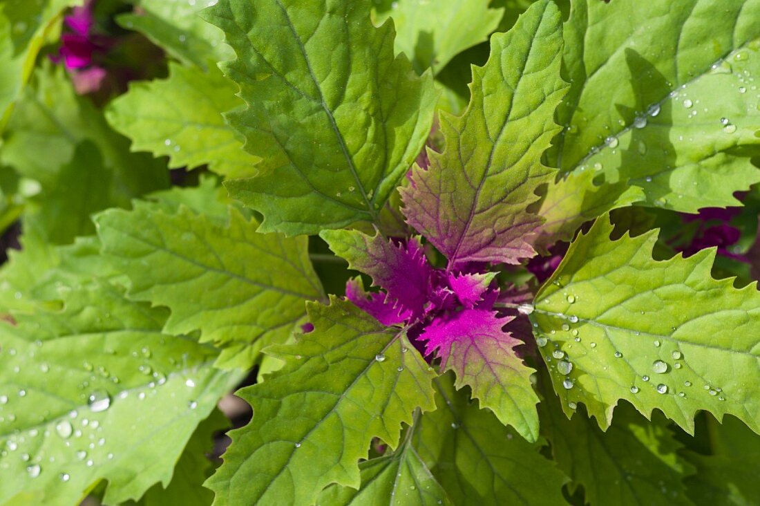 Baumspinat im Garten