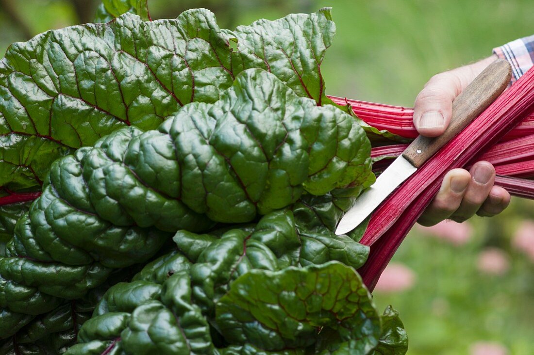 A man in a garden holding freshly harvested chard and a knife