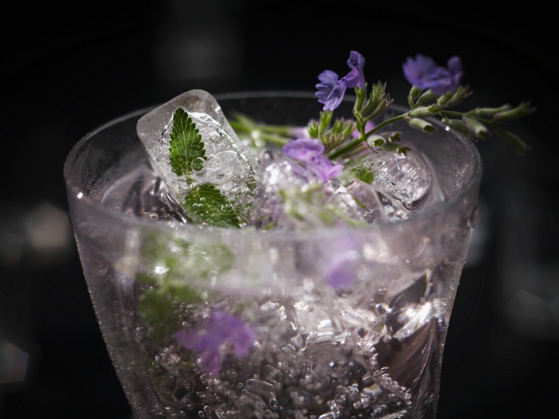 An exotic drink made with cat nip and ice cubes (edible flowers and petals frozen in ice cubes)