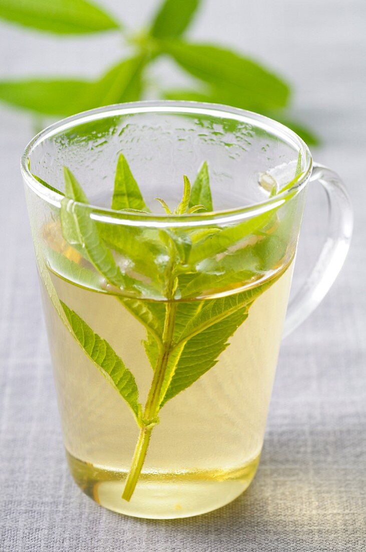 Verbena tea in a glass cup