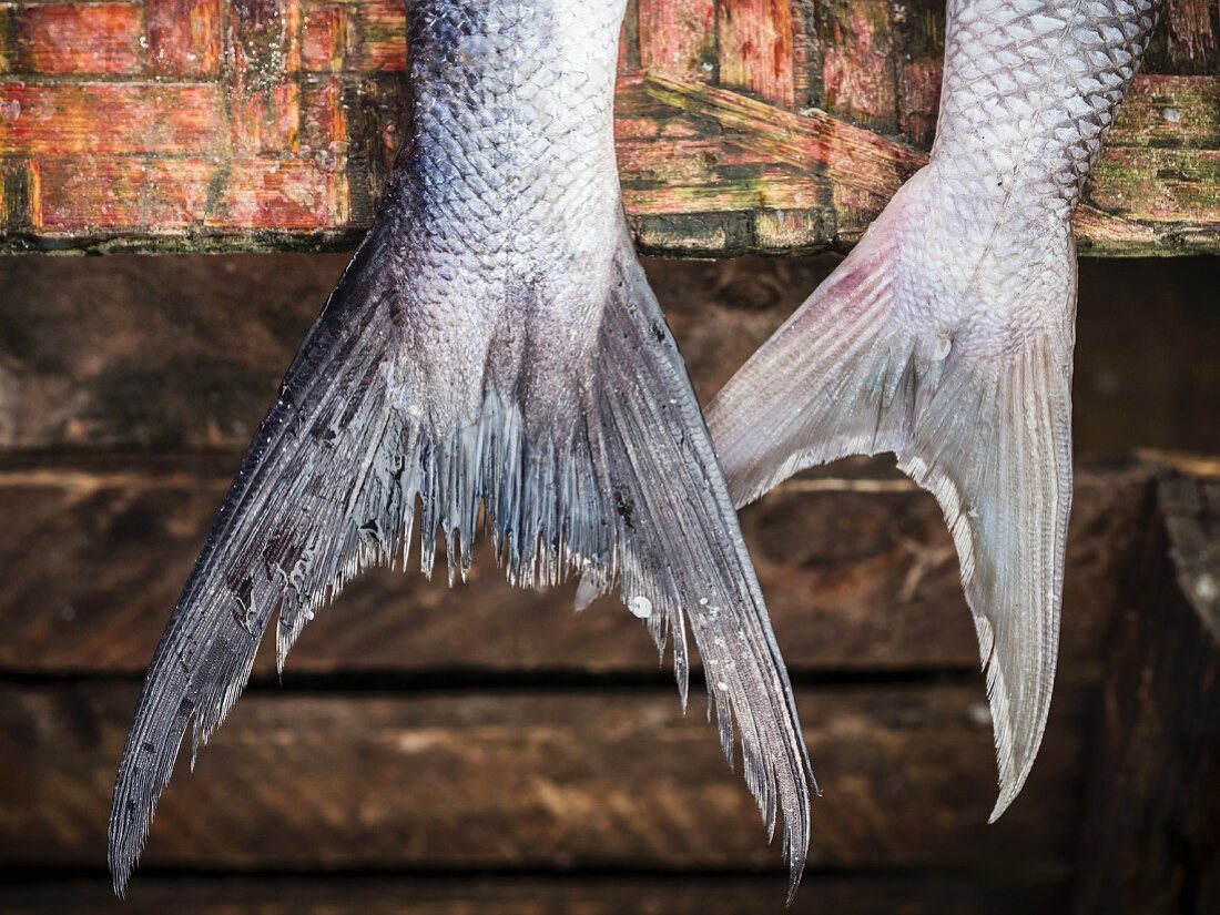 Fischschwanz auf dem Fischmarkt in Dar es Salaam, Tansania