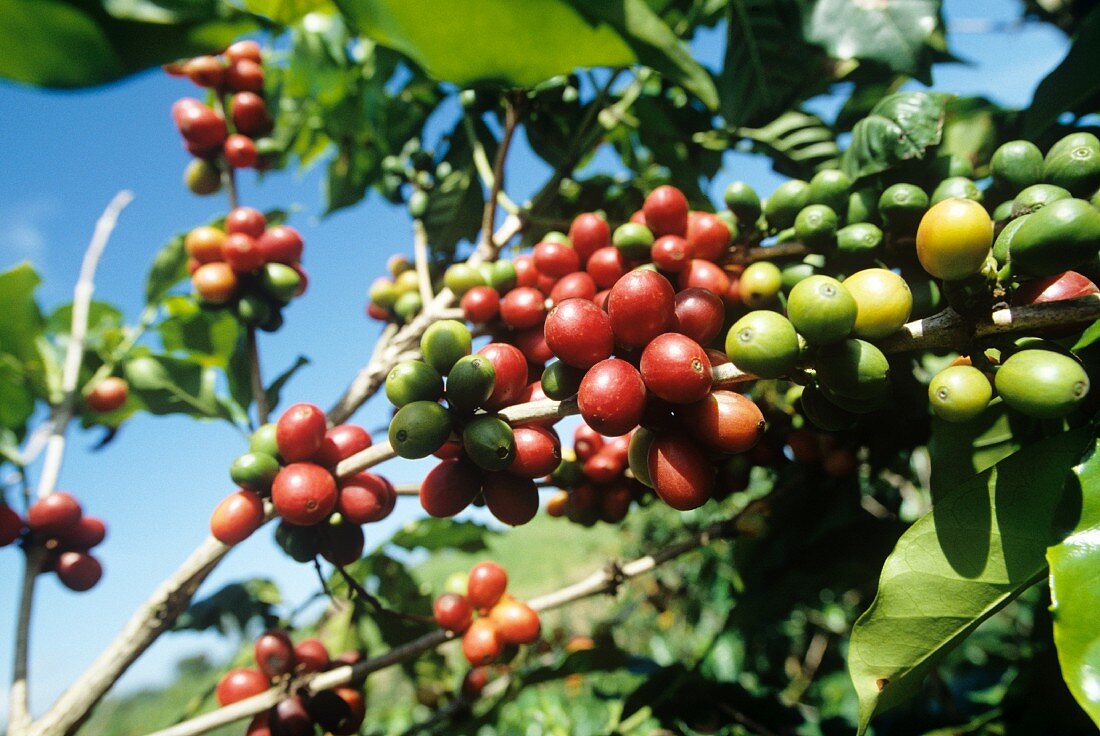 Coffee beans on a bush