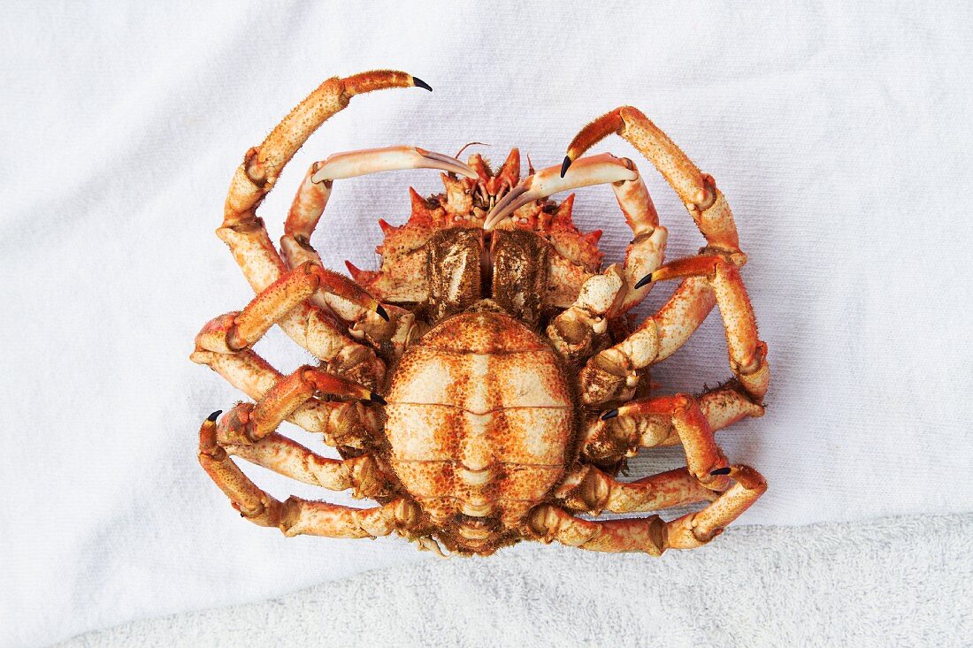 A spider crab from Galicia (underside view)