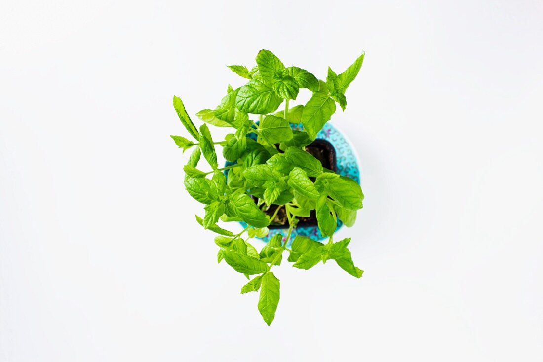 Fresh mint in a flowers pot