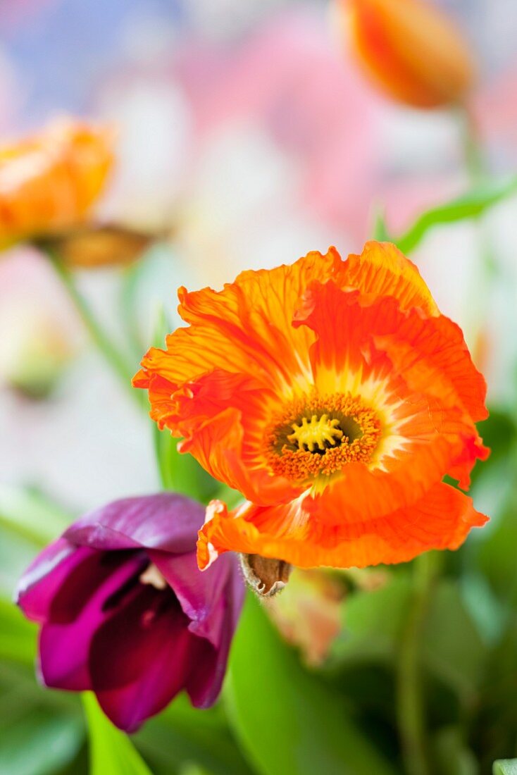 Orangefarbene Anemone und lila Tulpe