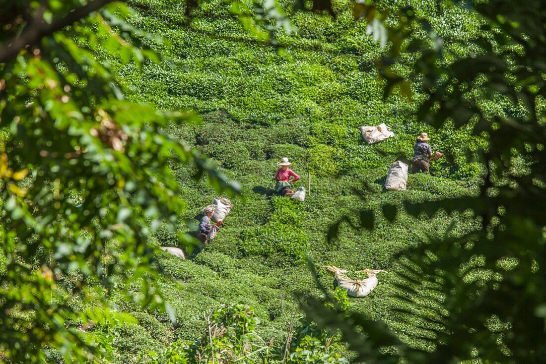 Bäuerinnen schneiden Tee, bei Cayirdüzü auf der Strecke nach Camhemsin, Türkei