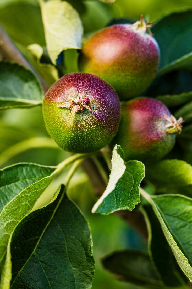 Unreife Äpfel auf einem Baum im Frühsommer (England)