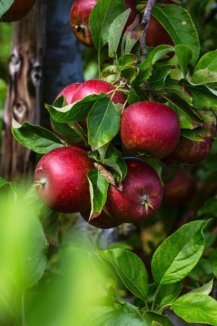 Discovery apples growing on a tree (England)