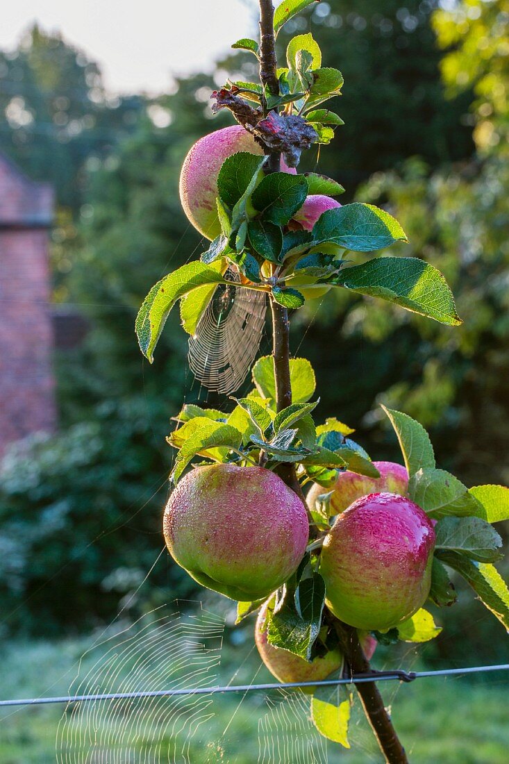 Spider webs on Bramley apples on a tree in early autumn (England)