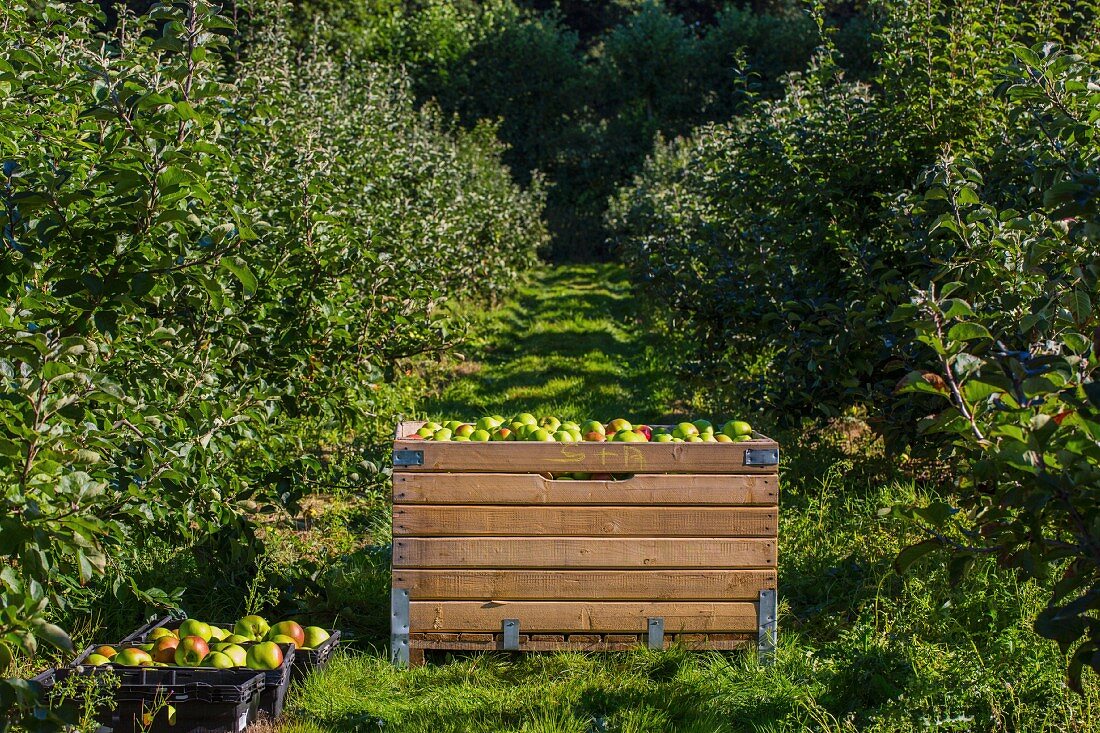 Frisch gepflückte Bramley Äpfel in Kisten im Obstgarten (England)