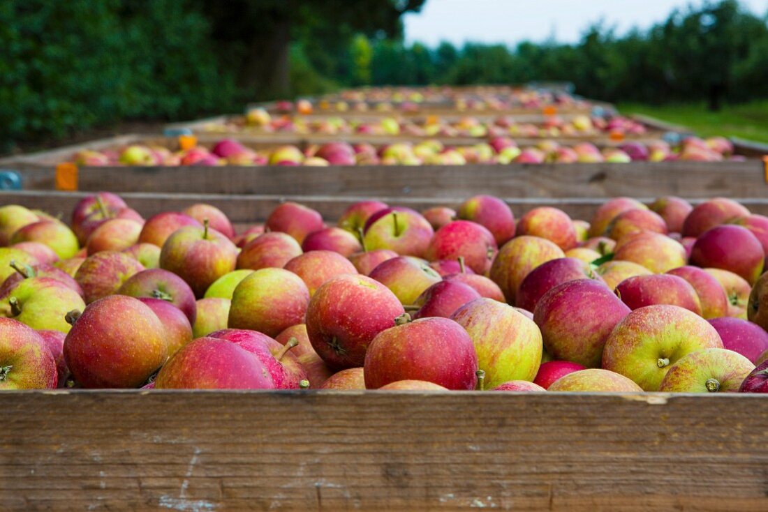 Frisch gepflückte Cox Äpfel in Steigen im Obstgarten (England)