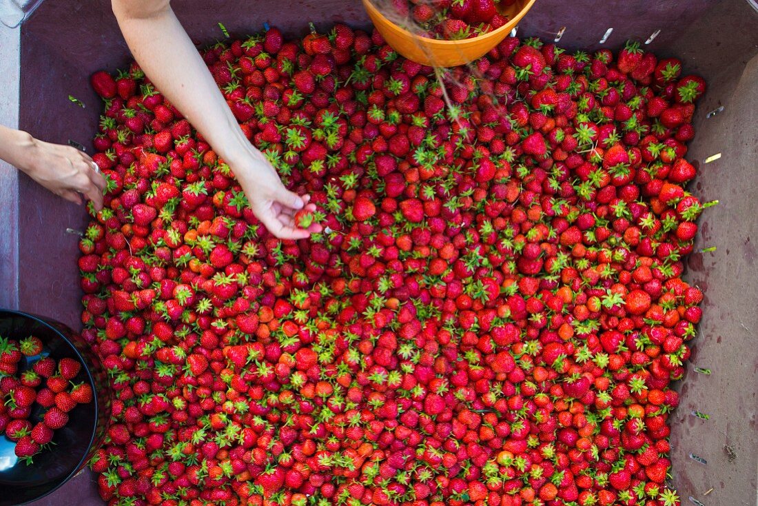 Strawberries being harvested in England