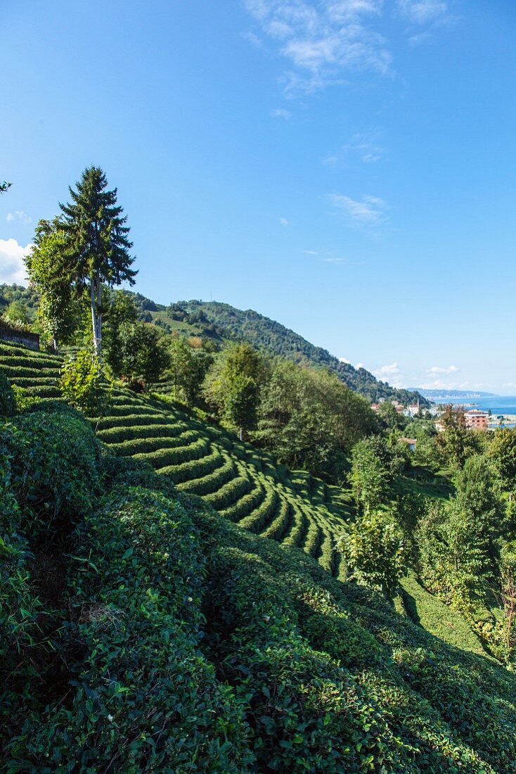 A tea plantation on a hillside where Cay is cultivated, Turkey