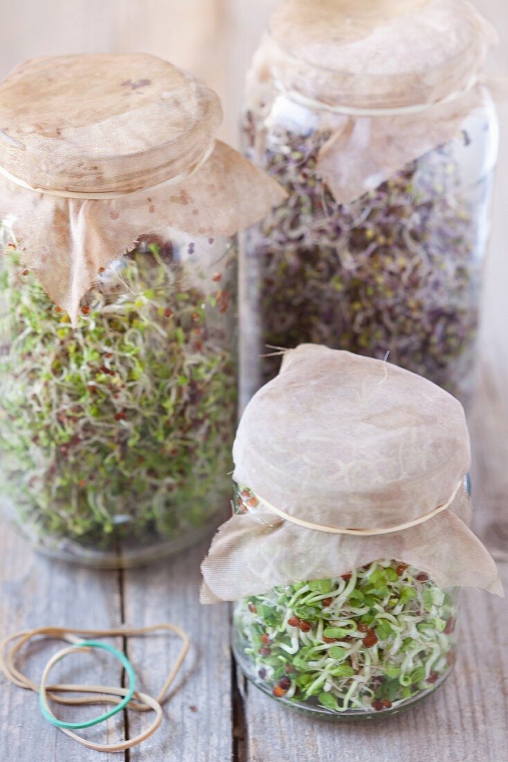 Various bean sprouts in sprouting jars