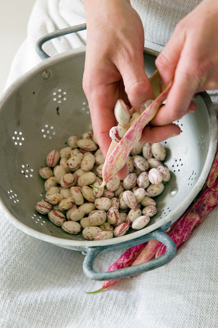 Borlotti beans being shelled into a colander