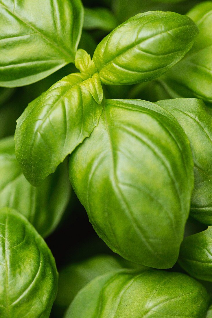 Basil (close-up)