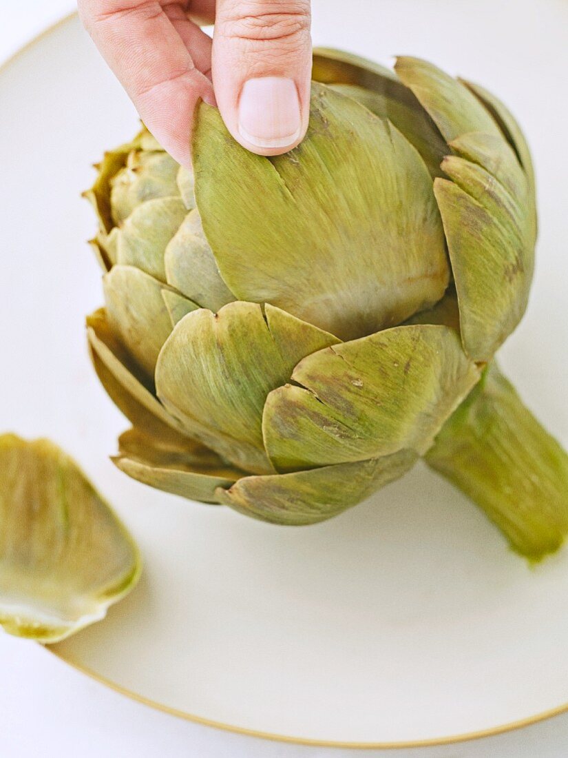 Artichoke leaves being removed (testing to see if cooked through)