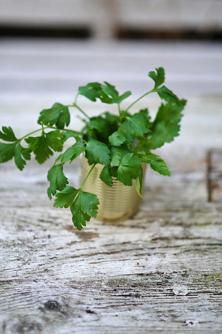 Fresh parsley in a tin can