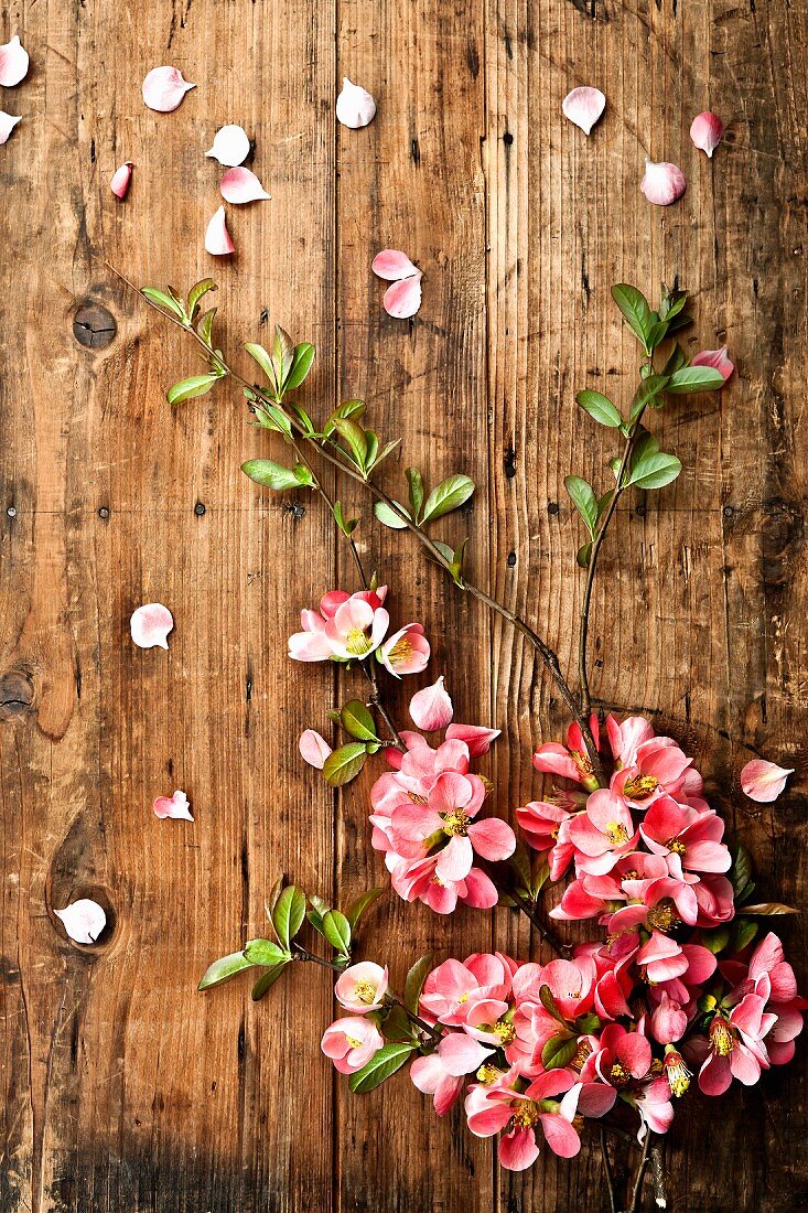 Quince blossom on wooden surface