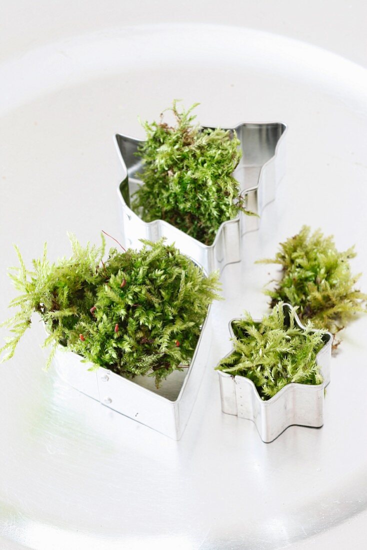 Pastry cutters filled with fresh moss on silver plate