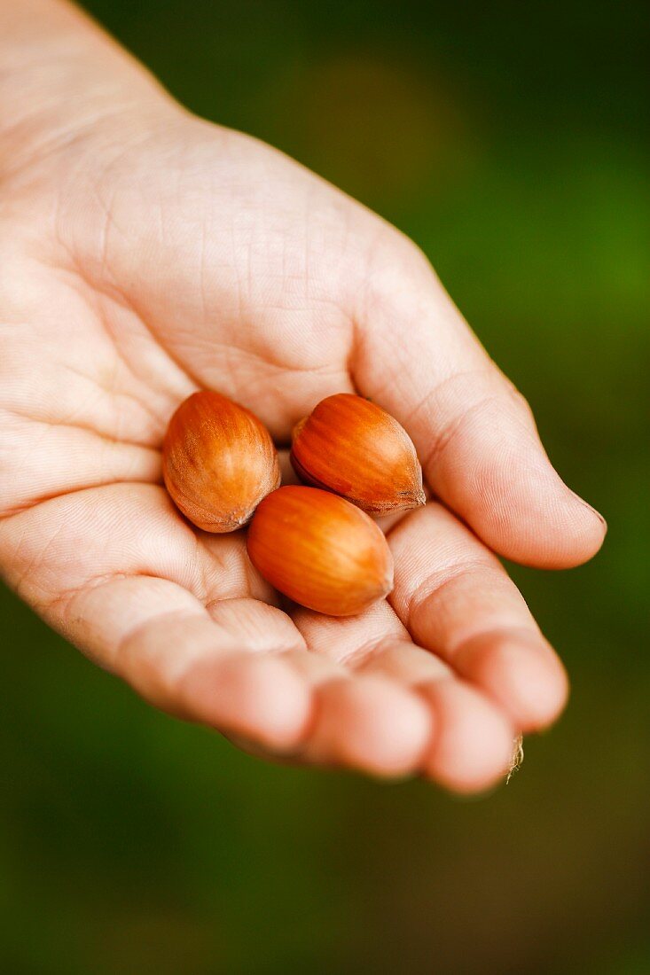 Freshly picked hazelnuts from a garden in a child's hand