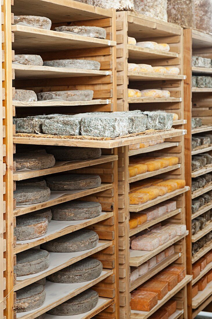 Various types of blue cheese ripening in a ripening chamber, Alsace