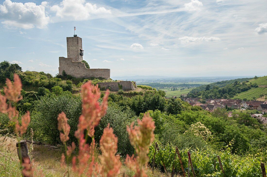 Die Burg Wineck über Katzenthal, Weinstrasse, Elsass