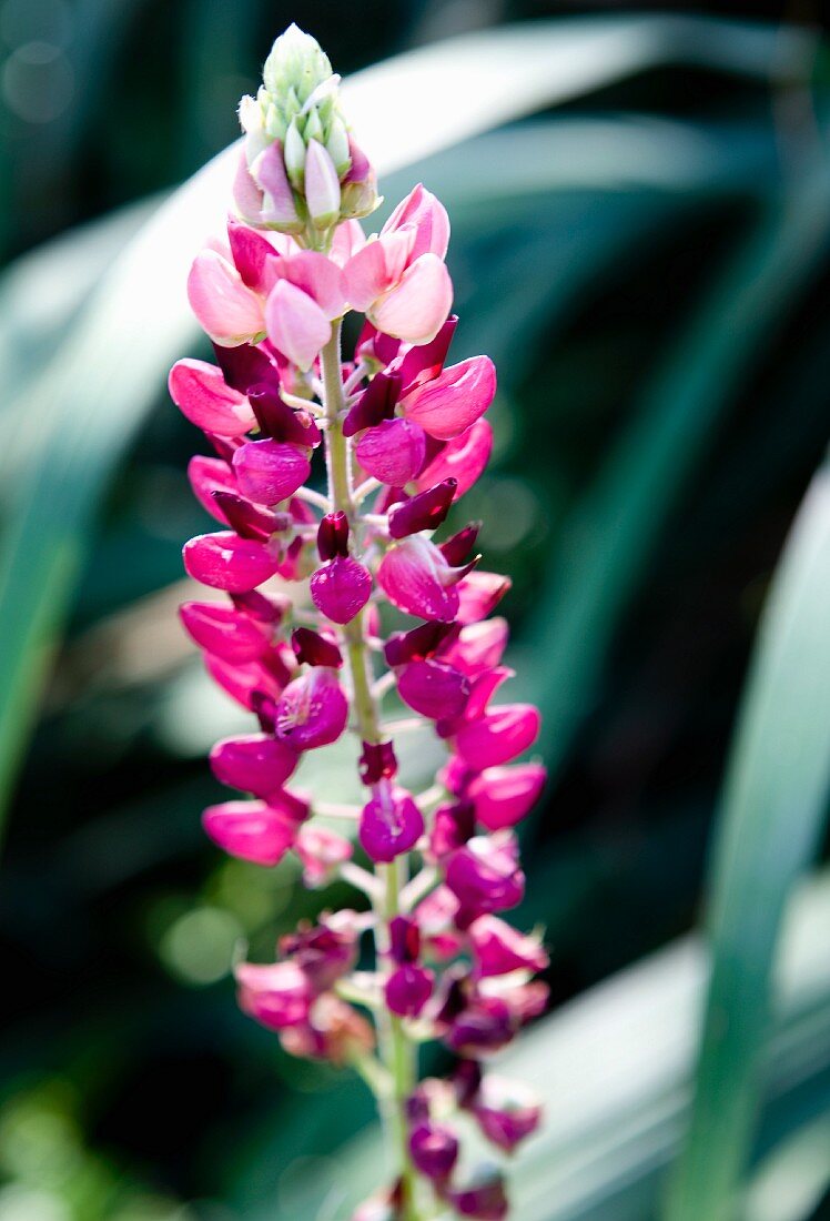 Pinkfarbenes Löwenmäulchen im Garten