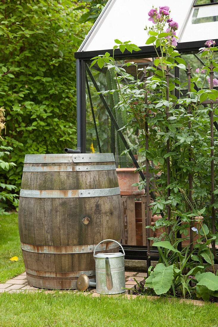 Altes Holzfass als Regentonne vor Gewächshaus mit Zinkgießkanne in sommerlich grünem Garten