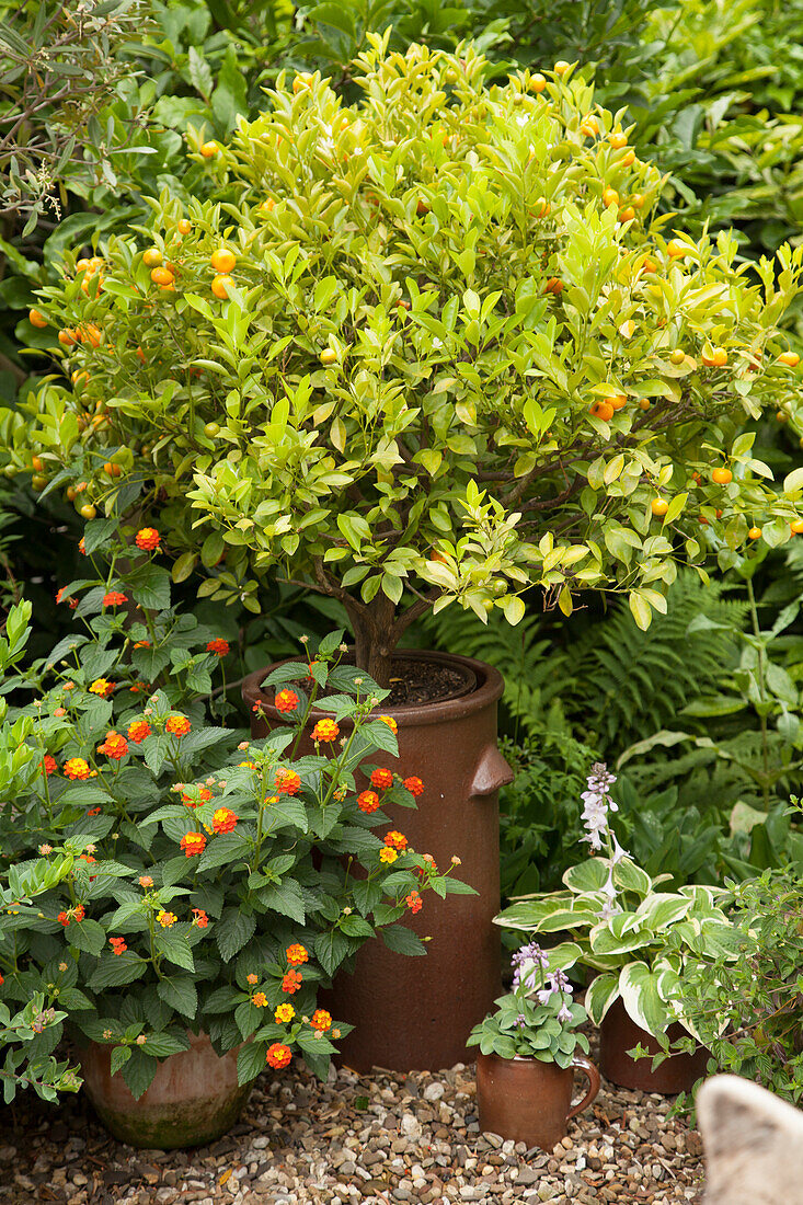 Potted flowering shrub verbena and kumquat tree in gravel courtyard