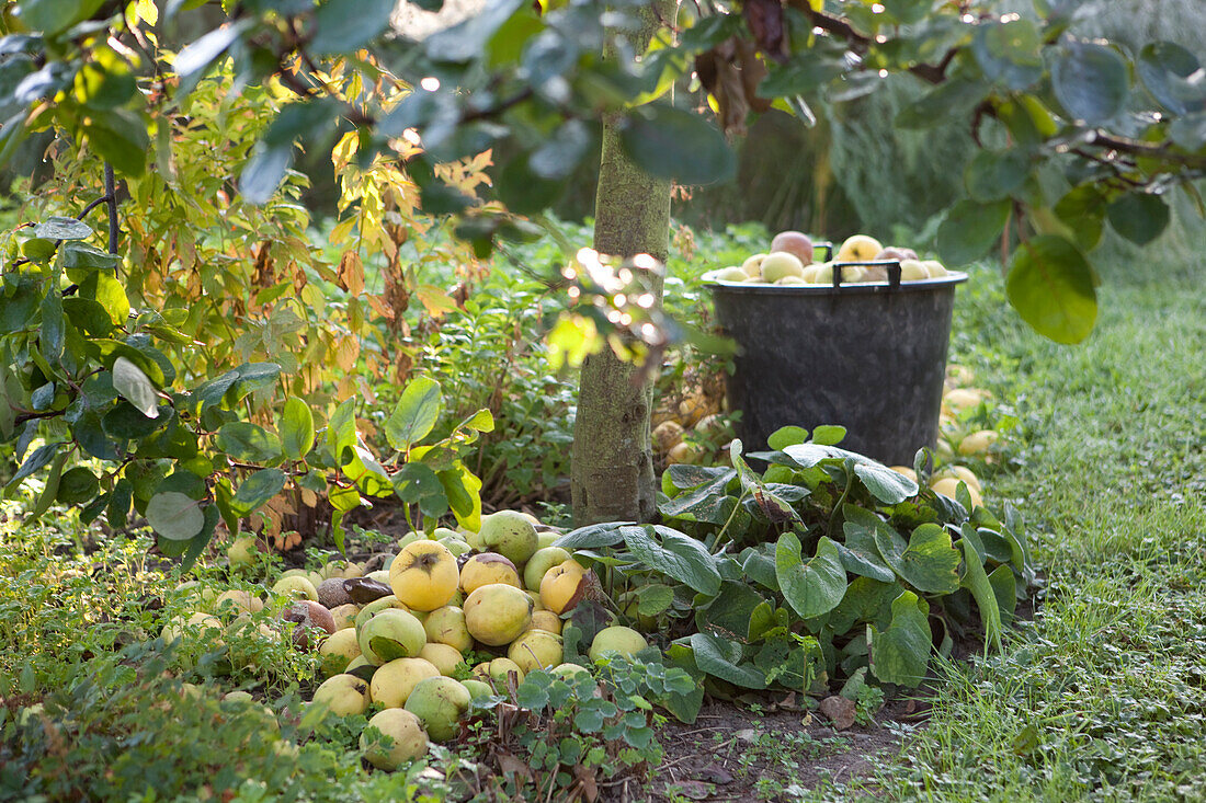 Freshly harvested apples next to tree trunk and in bucket in autumnal ambiance