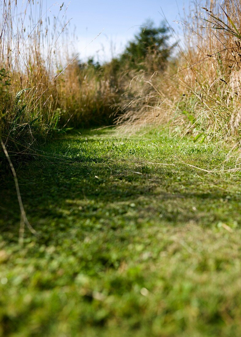 Strip of lawn in garden