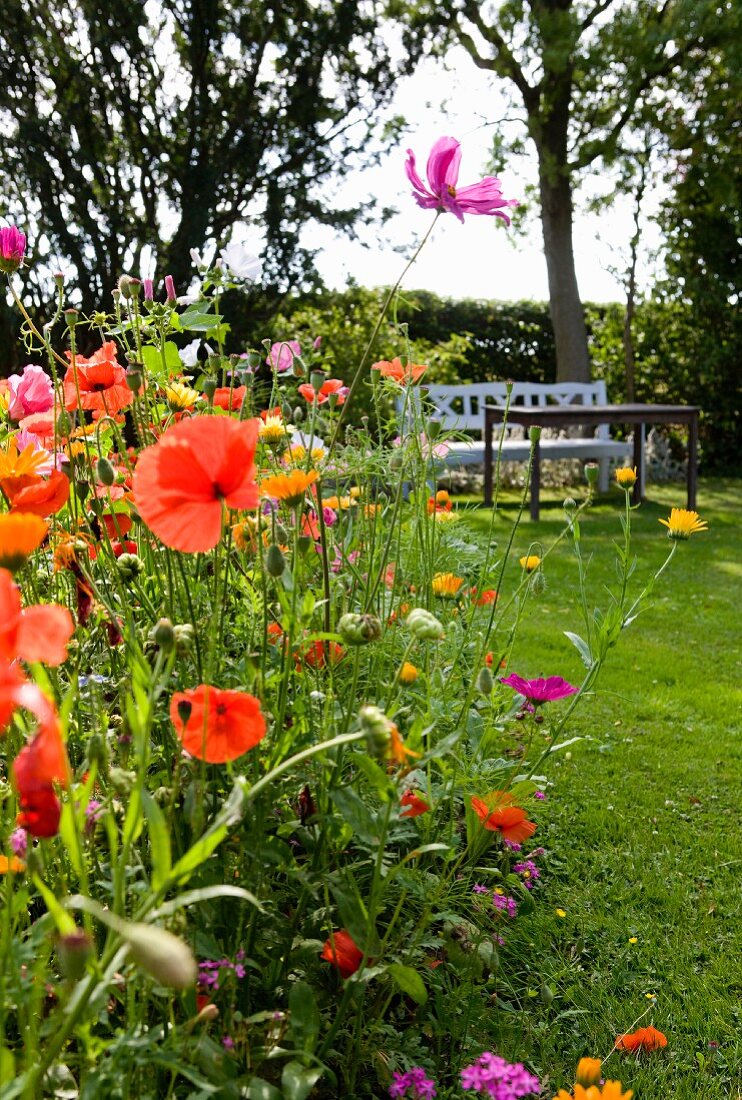 Mohnblumen und Cosmea in sommerlichem Garten