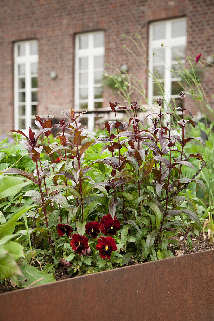 Dunkelrote Stiefmütterchen und Blumenzweige in Dunkelrot in Hochbeet mit rostiger Metalleinfassung