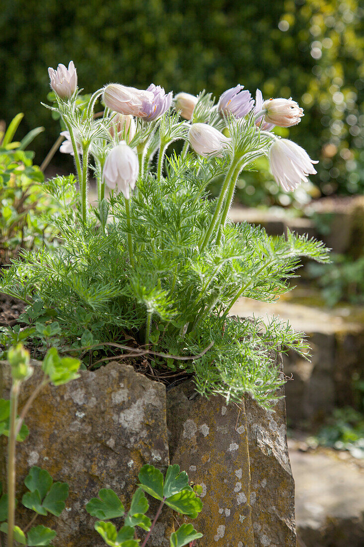 Pulsatilla im Garten