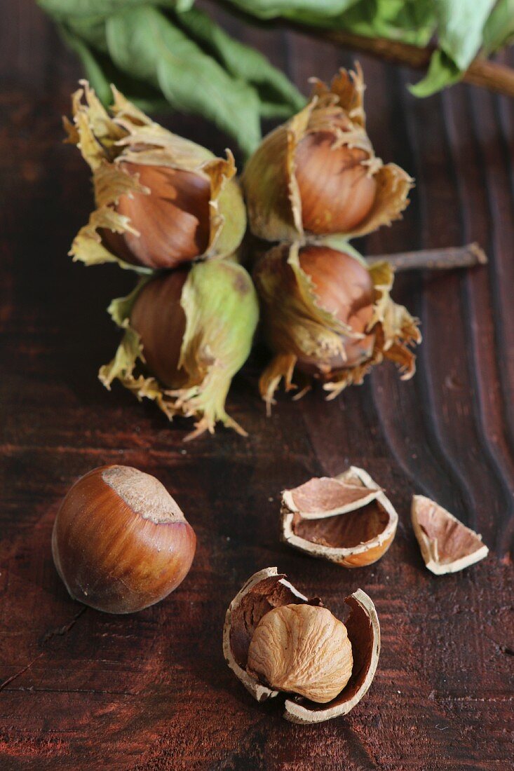 Freshly picked hazelnuts with husks on a brown wooden board, one nut cracked