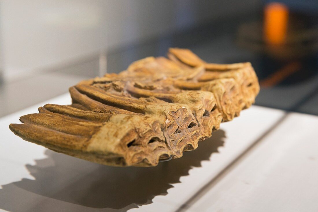 Battle of the Teutoburg Forest between the Romans and the Tutons: bones of a mule, Museum Kalkriese