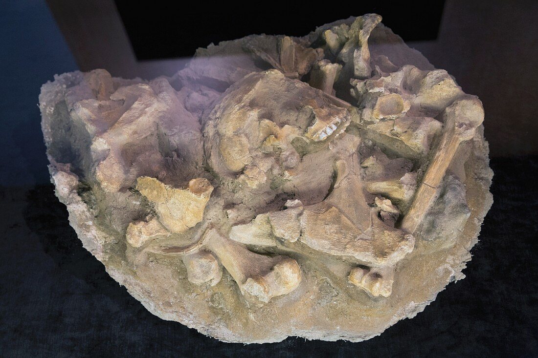 Battle of the Teutoburg Forest between the Romans and Tutons: bones found in Kalkriese, Museum Kalkriese