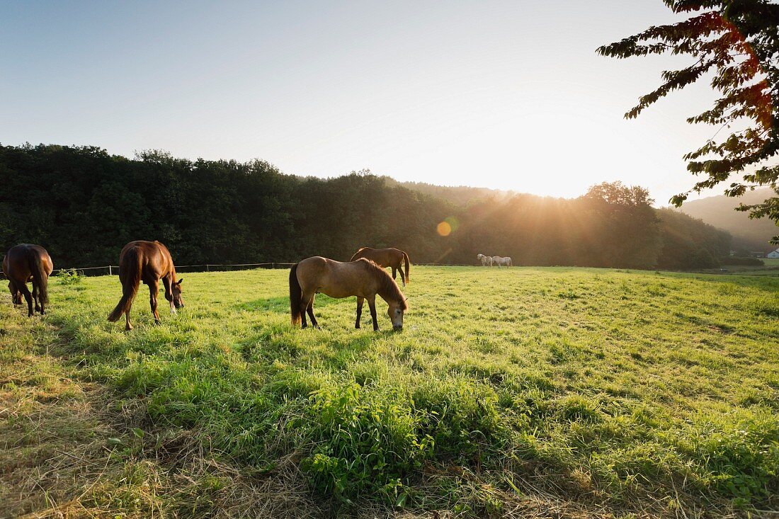 Horses in a meadow on the Wehrendorf mountain road near Bad Essen