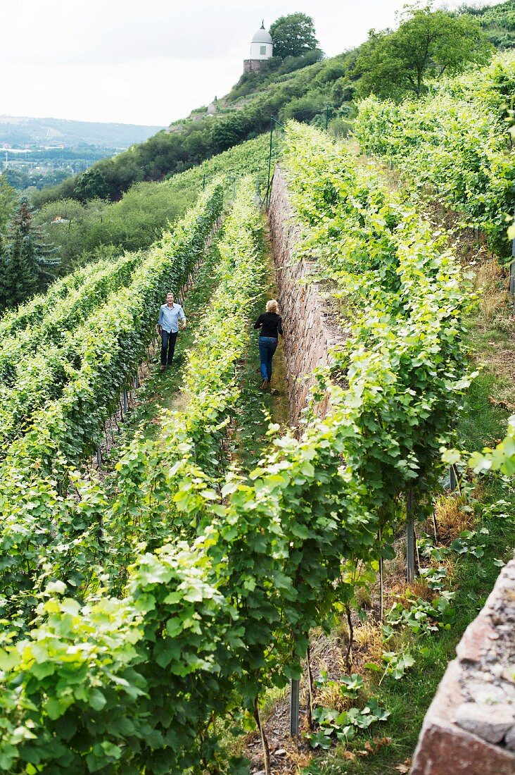 Martin Schwarz and Grit Geissler's at their vineyard Schloss Friedstein in Radebeul