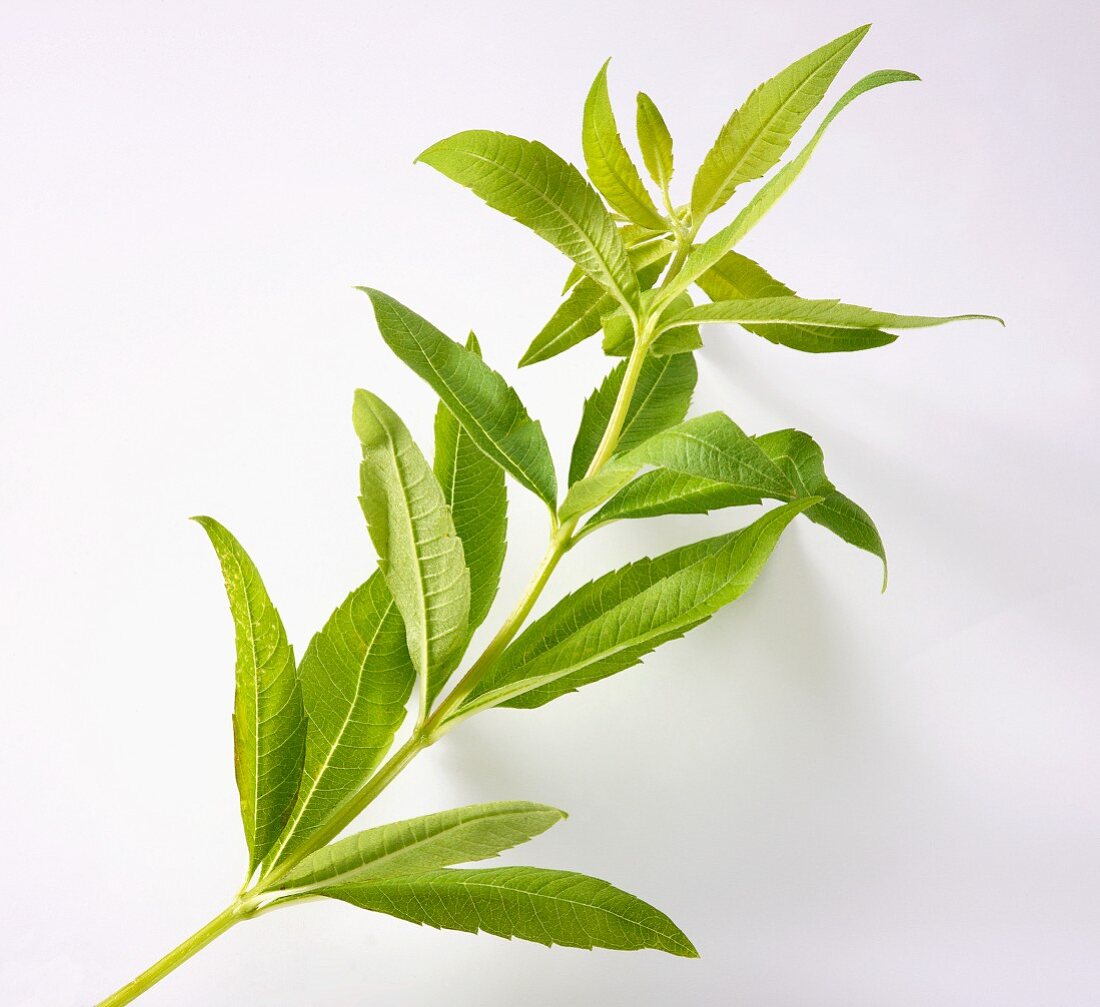 A sprig of lemon verbena