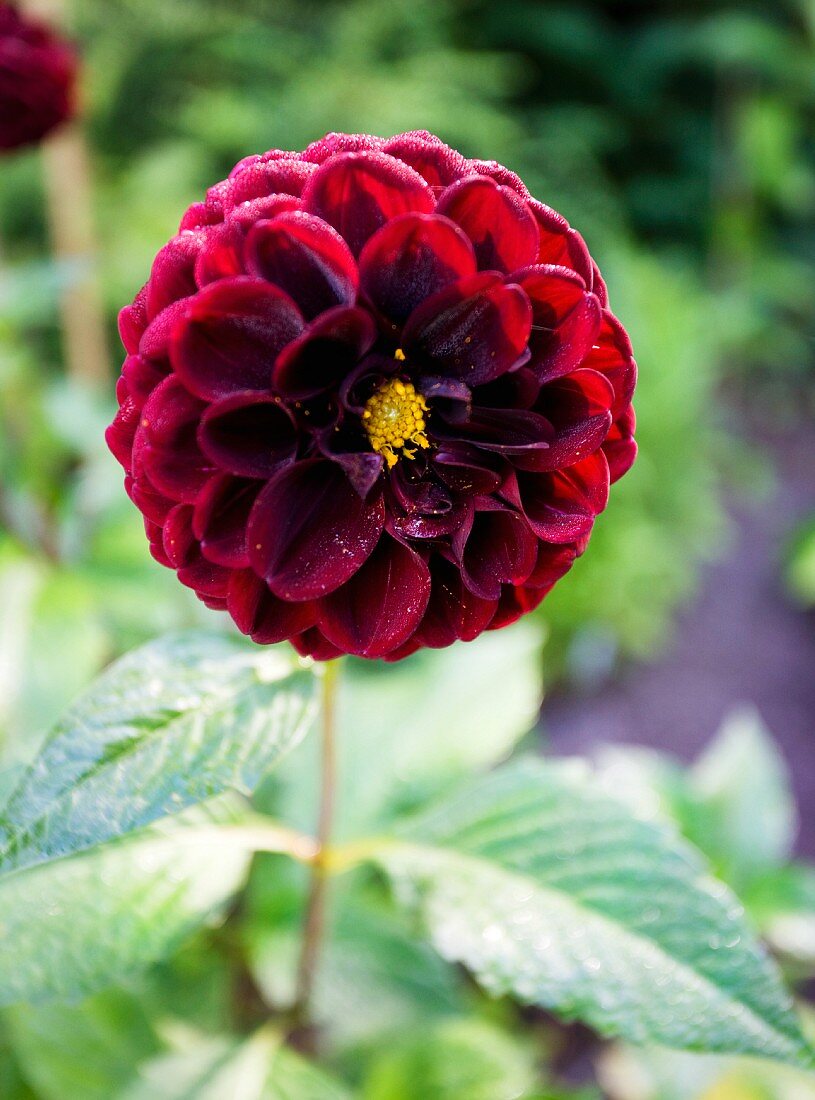 Deep red dahlia in garden