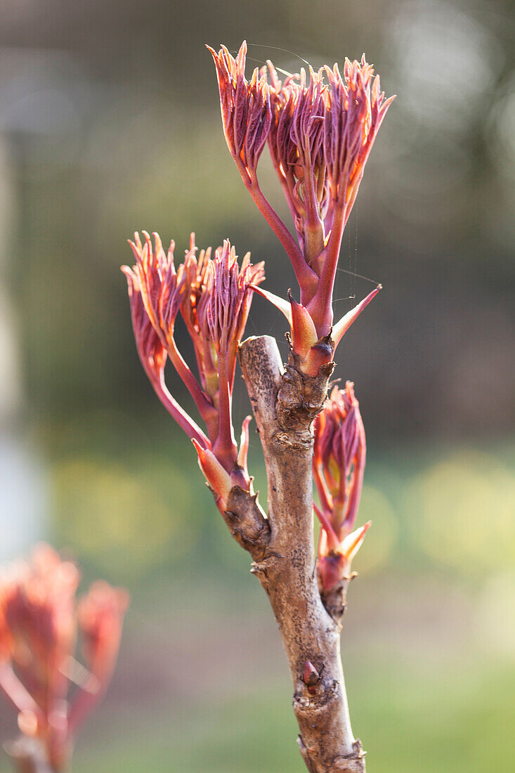 Tree peony shoot in garden