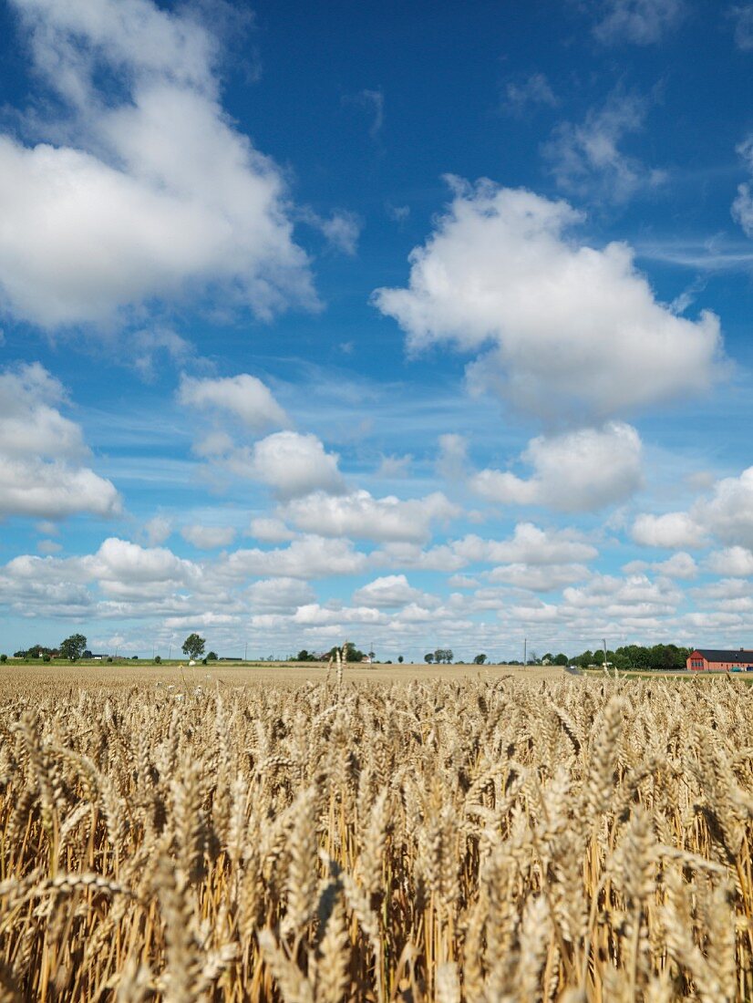 Landscape with wheat field