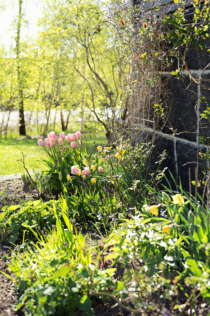 Blühende Tulpen in sonnenbeschienenem Garten