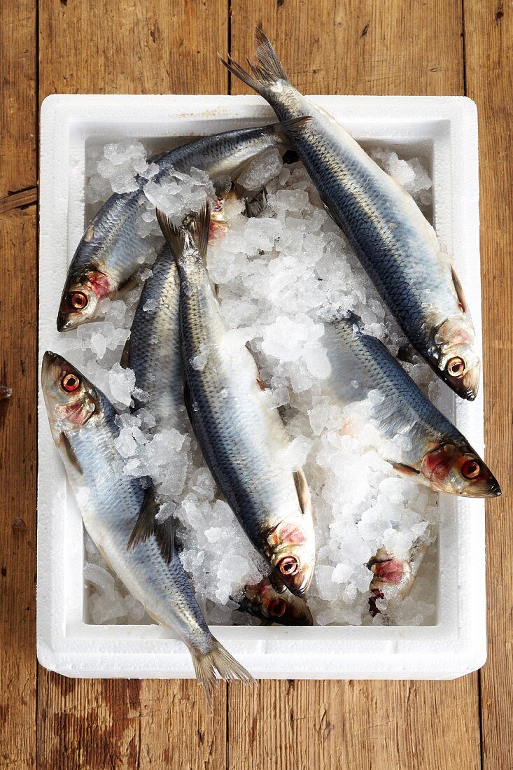 Fresh herring in an ice bucket (seen from above)
