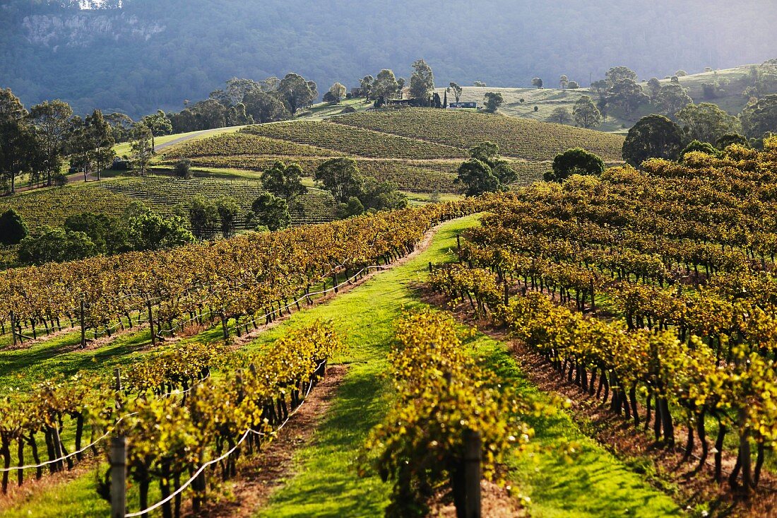 Weinanbau in New South Wales, Australien