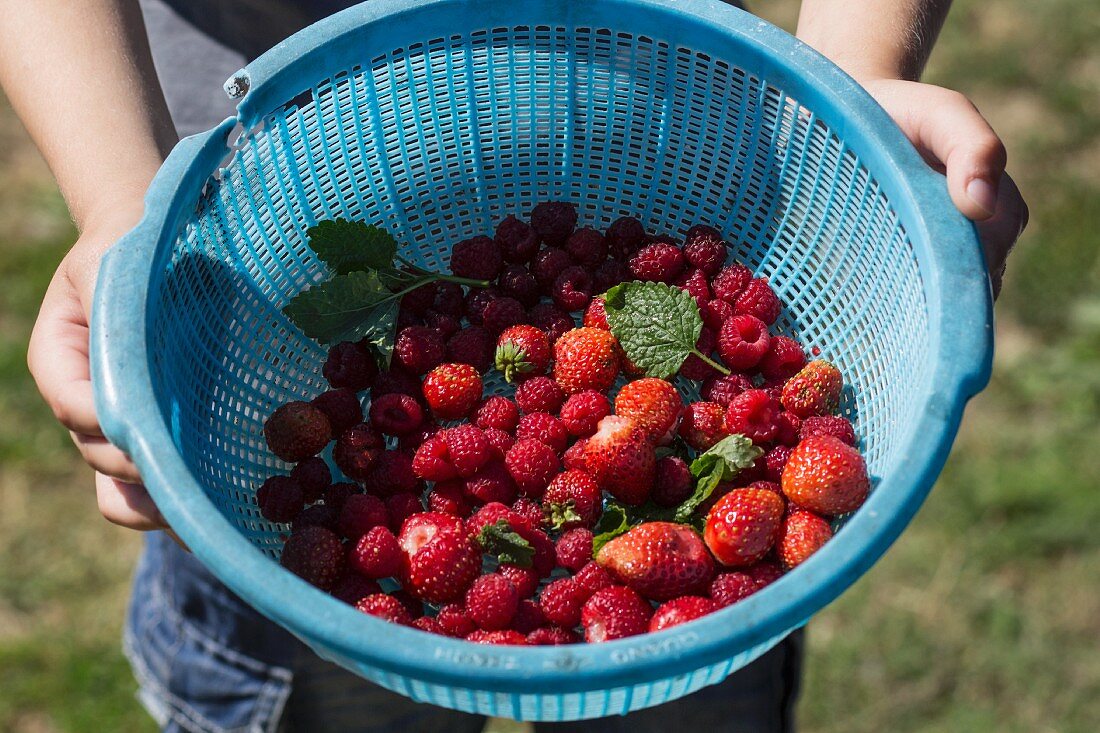 A person holding a plastic bowl filled with freshly picked raspberries and strawberries